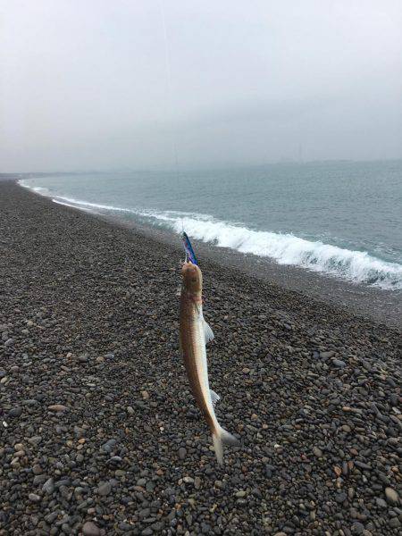 エソ3匹 煙樹ヶ浜