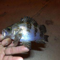 デカガシラにチビメバル