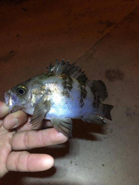 デカガシラにチビメバル