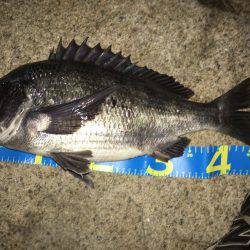 年なしノッコミ