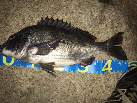 年なしノッコミ