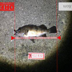 メバルプラッキング好調！