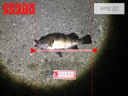 メバルプラッキング好調！