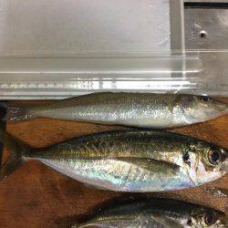 でかアジきた〜