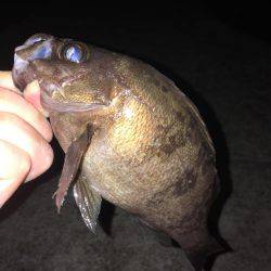 明石周辺メバリング