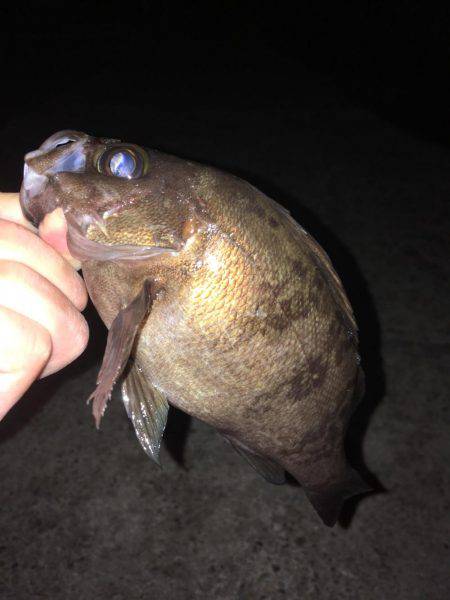 明石周辺メバリング