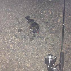 昨夜から朝方まで！！激寒釣行