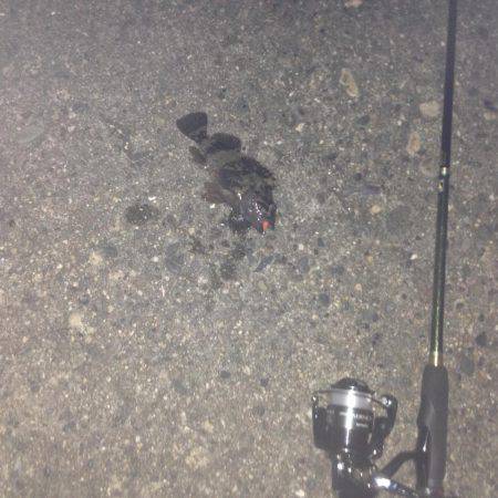 昨夜から朝方まで！！激寒釣行