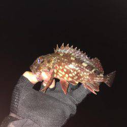 ガシリンクからのメバリング