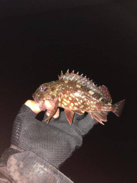 ガシリンクからのメバリング