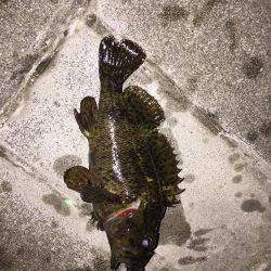 アジ探しメバリング