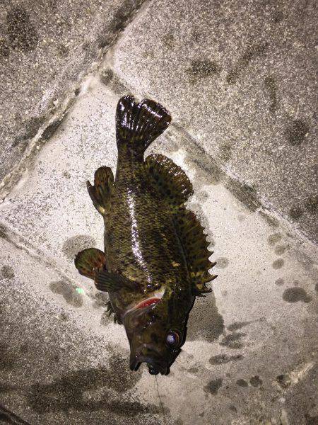 アジ探しメバリング