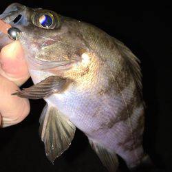 ナイトゲーム メバリング