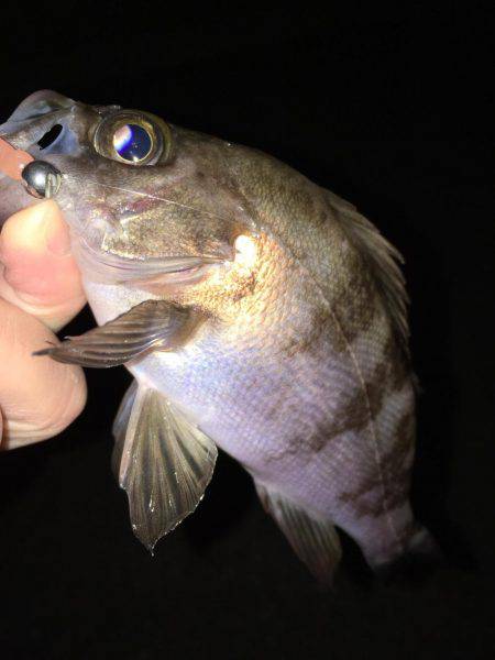 ナイトゲーム メバリング