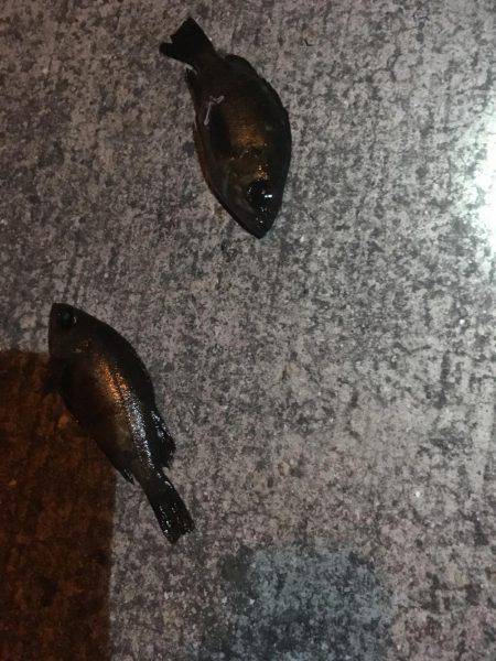 姫路でメバリング