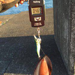 アオリイカ エギング