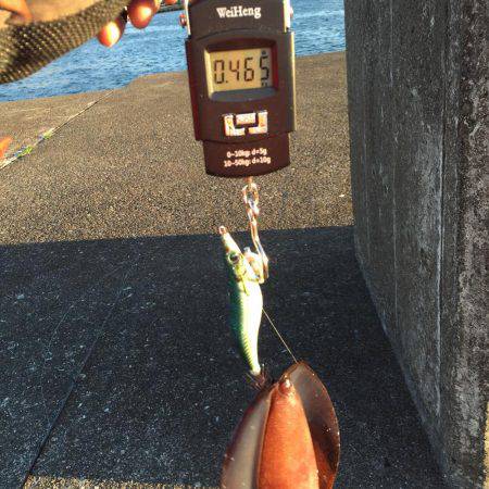 アオリイカ エギング