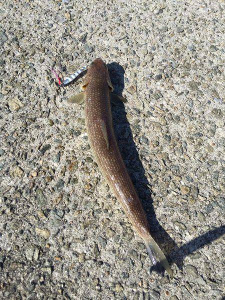 サゴシとエソフェスタ