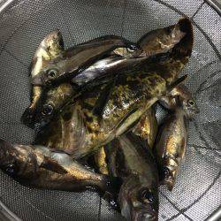 メバリング釣行