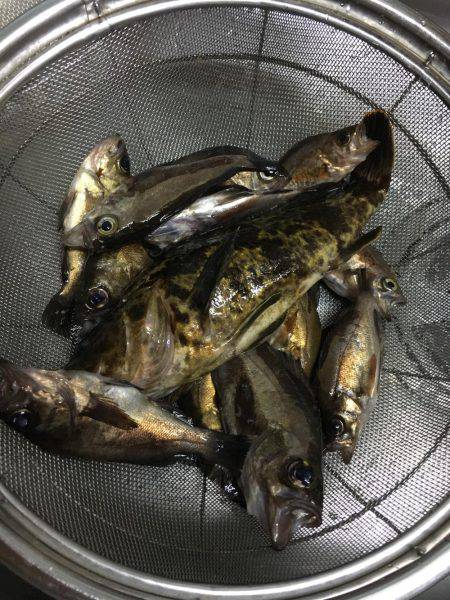 メバリング釣行