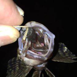 チヌに振られて