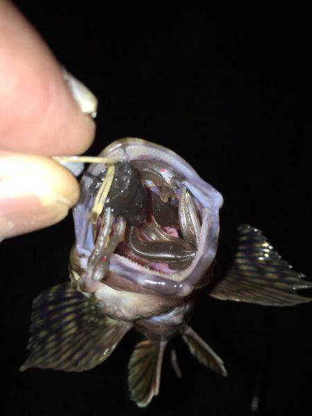 チヌに振られて