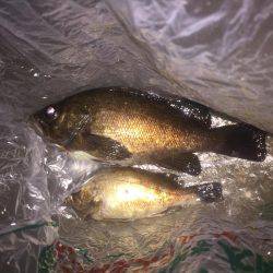 良形のメバル釣れました！