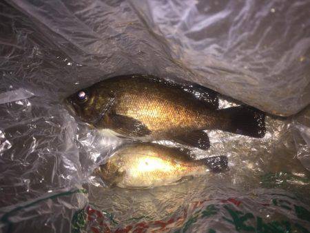 良形のメバル釣れました！