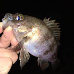 雨上がりメバリング