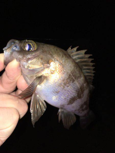 雨上がりメバリング