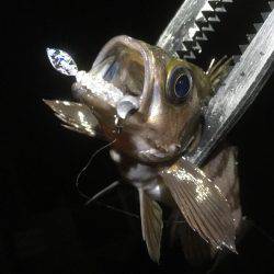 順調に釣れております(^^)