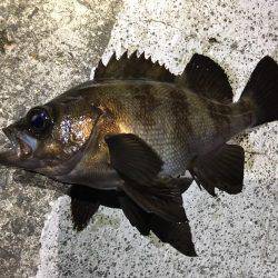 フロートリグでメバリング