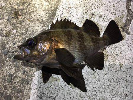 フロートリグでメバリング