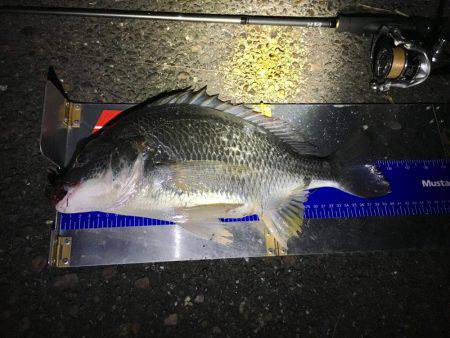 サクッとチニング