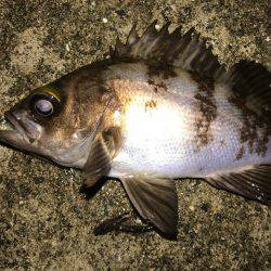 大潮メバリング