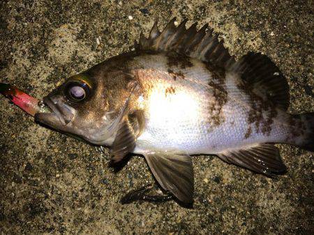 大潮メバリング