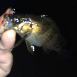 垂水漁港でメバリング!!