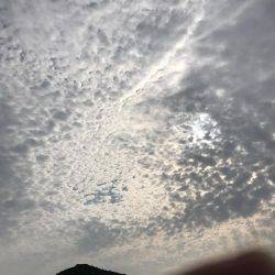 コウイカ数釣りシーズン少なめの7杯