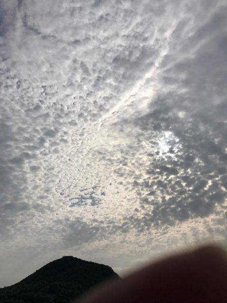 コウイカ数釣りシーズン少なめの7杯