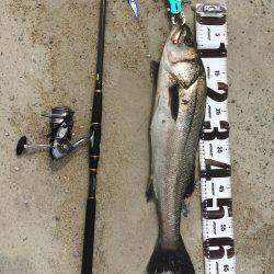 サゴシはいずこへ？