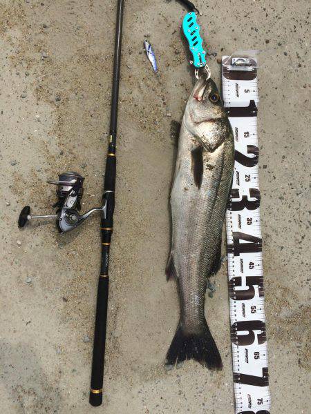 サゴシはいずこへ？