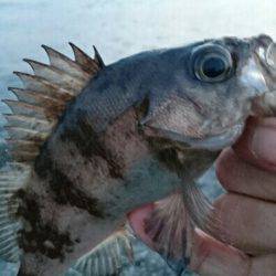 プラッキングメバル