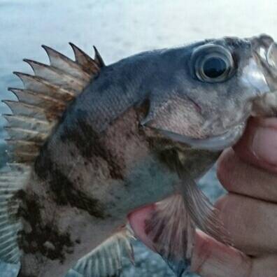 プラッキングメバル