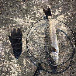 南港 デイシーバス