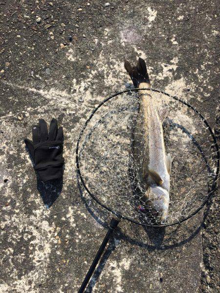 南港 デイシーバス