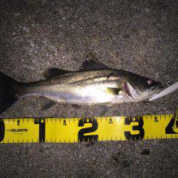 四日市運河 爆釣