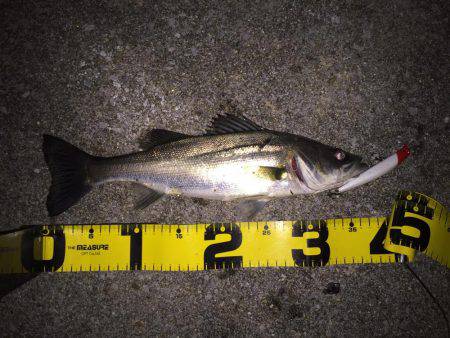 四日市運河 爆釣