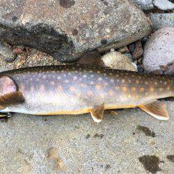 荘川でのルアートラウト