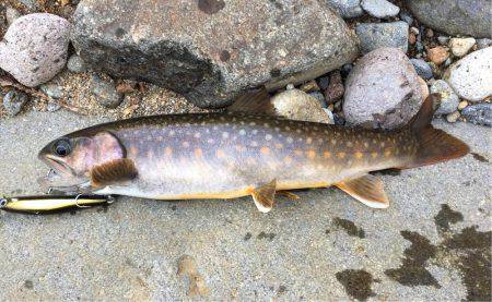 荘川でのルアートラウト