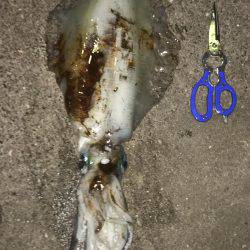 サイトエギングで良型ゲット‼️